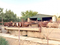 Ордабасы ауданында 100 мал бордақылау алаңы ашылады