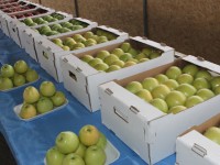 Бөржарда тың бастамалар бар