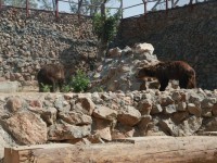 Зообақ жануарлары жаңа вольерлерге көшірілуде