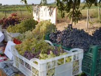 Жетісайда жүзім шаруашылығы жанданып келеді