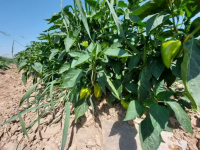 Тамшылатып суару әдісінің тиімділігі жоғары