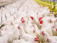 Жетісайда тәулігіне 30 тонна тауық етін өндіретін фабриканың құрылысы басталады