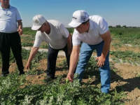 Жетісайлық 80 жастағы ардагер интенсивті бақ өсіріп отыр