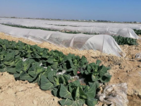 Жетісайлық дихандар бір жерден екі өнім алуды қолға алды