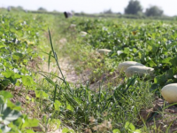 Мақтааралдық диқандар 4000 тонна қауын-қарбызды экспортқа шығарды