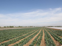 Ауыл шаруашылығы өнімінің артып келеді