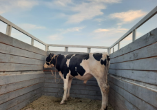 Түркістан  полицейлері құжатсыз мал тасымалдаған тұрғынды анықтады