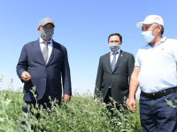 Түркістан облысында қысқы мал азығы дайын