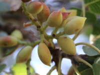 Түлкібаста тау пістесі жайқалып тұр