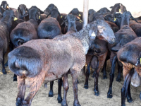 Асыл тұқымды