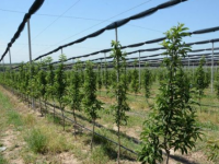 Ауылдарда қарқынды бау-бақша шаруашылығы қолға алынуда