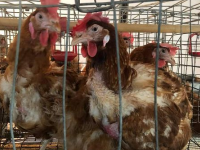 Көктөбелік кәсіпкер құс шаруашылығын ұлғайта түсуде