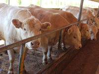 Ордабасылық 40 кәсіпкер кепілсіз несие арқылы кәсібін дамытуға кірісті