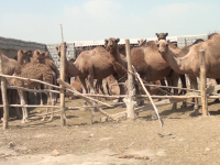 Бәйдібекте түйе шаруашылығы дамып келеді