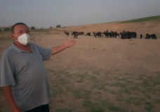 Түркістан облысының полицейлері тұрғынның 40-тан астам жоғалған малын тауып беріп, алғысын алды