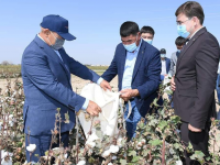 Түркістан облысында мақтаның тоннасы 250 мың теңгеден қабылдануда