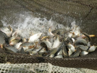 Жетісай балығы шетелге экспортталуда