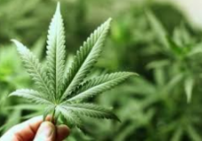 Түркістан облысының полицейлері есірткі сатпақ болған күдіктіні ұстады