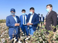 Биыл мақтаның бағасы да, өнімділігі де жақсы