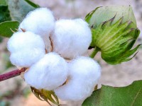 Мақтаның тоннасы -250 мың теңге