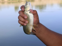 Түркістан облысында балық шаруашылығы қарқынды дамып келеді