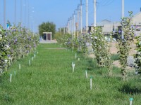 Түркістан  жасыл қалаға айналып келеді