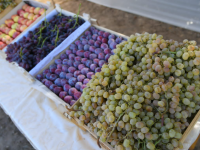 Түркістан облысында 3,5 млн. тонна күзгі өнім жиналады