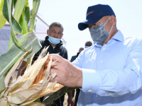 Түркістан облысының шаруалары бір алқаптан екі-үш өнім алуда