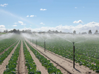 Түркістан облысында шаруларға қаржылық қолдау жан-жақты жүргізіледі