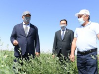 Түркістан облысында мал азығынан тапшылық болмайды