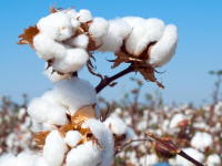 Өзбекстандық «Сұлтан» мақта сұрпы жоғары сапалы өнім берді