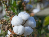 Мақта бағасы 300 теңгеден асты