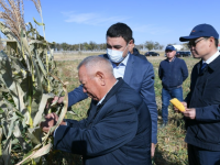 Түркістанның «Азық-түлік белдеуінде» екінші өнім жиналуда