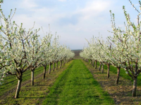 TURKISTAN FRUIT өнімдері - өңір мақтанышына айналды