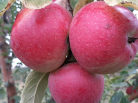 Түлкібас ауданында қарқынды бау, қарқындап келеді