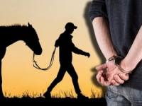 Түркістан облысында мал ұрлығының тіркелуі азайып, қылмыстың ашылуы артты