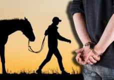 Түркістан облысында мал ұрлығының тіркелуі азайып, қылмыстың ашылуы артты