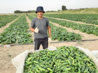 Диқанның қазынасы жерде