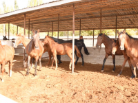 Мал бордақылау кәсібі өрістеуде