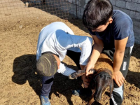 Төрт түлікке екпе егу жұмыстары жүргізілді