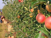 80 мың тонна өнім жиналды