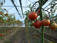 Сарыағаш-жылыжайдың отаны