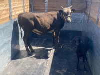 Мал сататын орындар тексерілуде