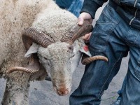 Жайылымнан мал ұрлаған күдіктілер қамауға алынды