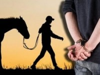 Жылқы ұрлаған күдікті қамауға алынды