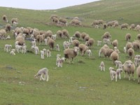 16 миллион теңгенің малын сатып жіберген