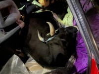 Мал ұрысы қылмыс үстінде ұсталды