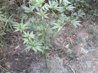 Тұрғынның ауласынан есірткі тәркіленді