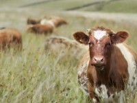 Ұрлаған малды қасапшыға сатқан