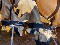 «Жау алыстан келмейді»